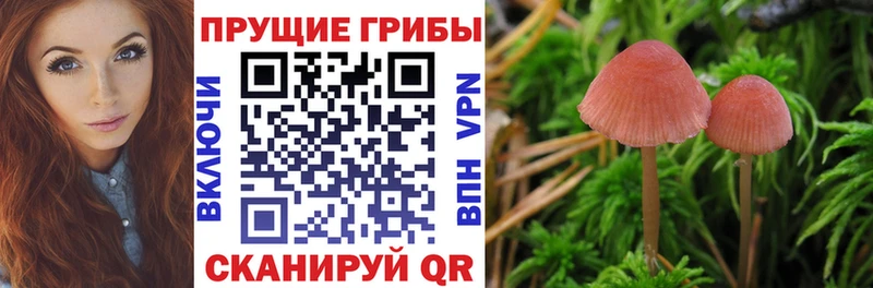 как найти закладки  Новая Усмань  Галлюциногенные грибы прущие грибы 